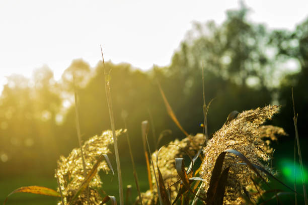 istock Unfocused dry wild grass blows in the wind in the sunset light, horizontal 1285966084