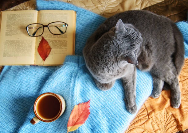 istock A beautiful grey Scottish cat is lying on a sweater next to a book. 1285966411