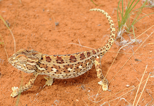 A desert chameleon walking cautiously in the Namib Desert