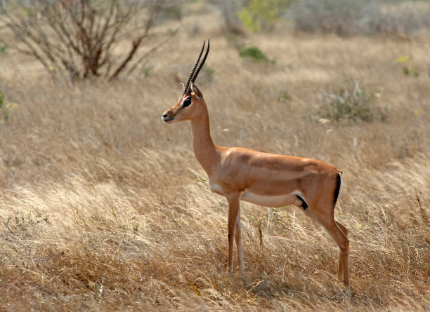 istock Mammals in Africa 1285967298
