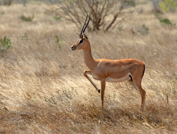 istock Mammals in Africa 1285967343