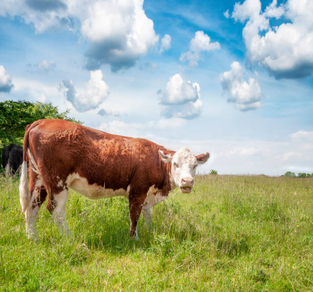 istock Brown Hereford Cow Grazing In A Field On A Summers Day 1285967345