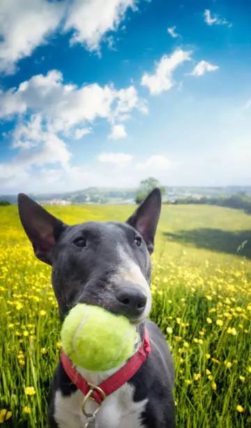 Black And White English Bull Terrier Playing With A Tennis Ball In A Field