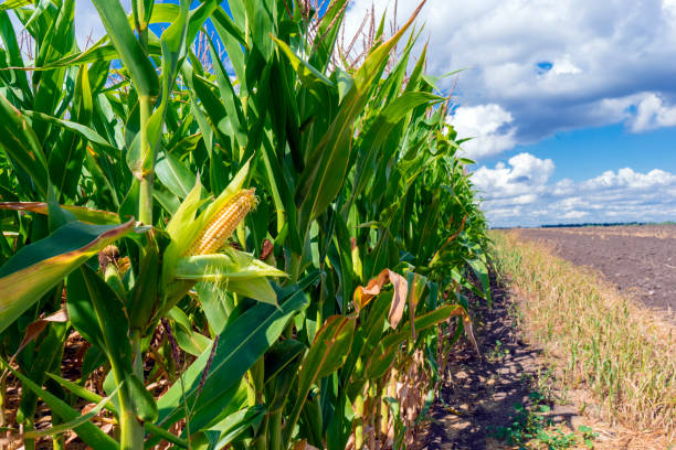 현장에서 줄기에 옥수수. 닫습니다. 샘머 데이. - agriculture close up corn corn on the cob 뉴스 사진 이미지