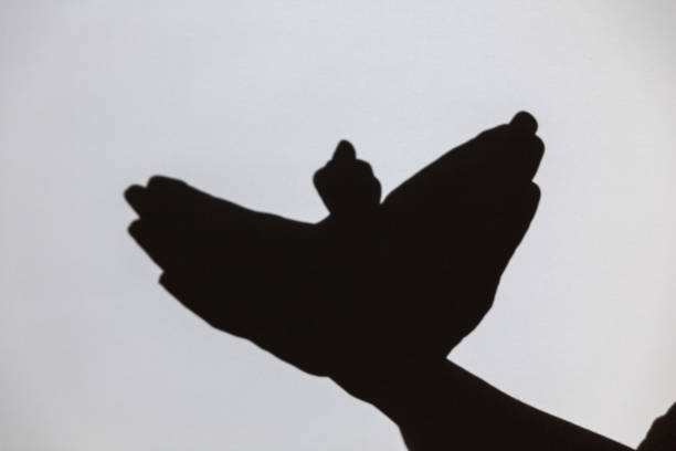 istock play shadow projected against a white background. pigeon 1285967539