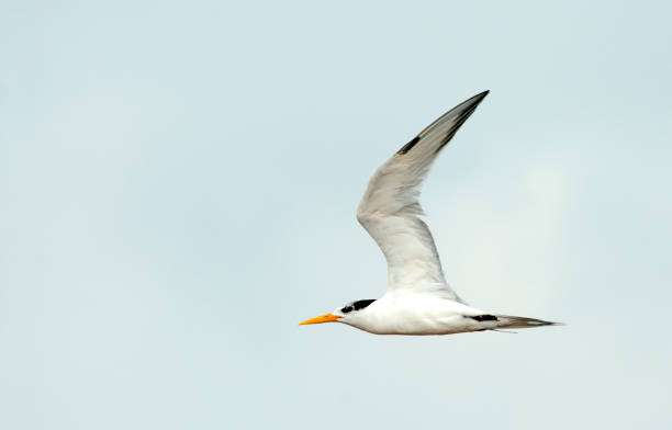 istock Birds in Africa 1285967543