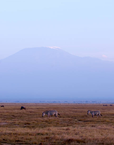 istock Mammals in Africa 1285967689