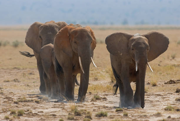 istock Mammals in Africa 1285967798