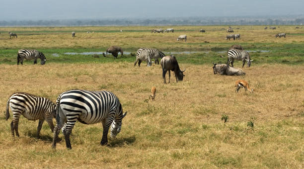 istock Mammals in Africa 1285967827