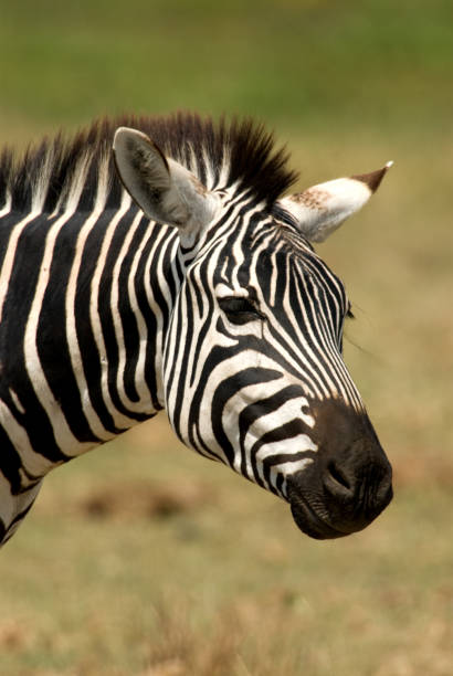 istock Mammals in Africa 1285967941