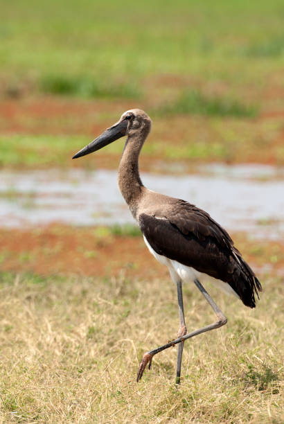 istock Birds in Africa 1285967967