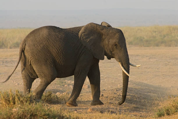 istock Mammals in Africa 1285968012