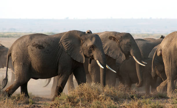 istock Mammals in Africa 1285968050