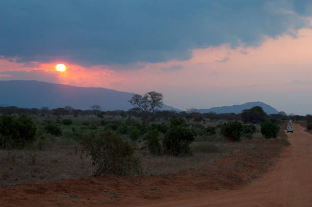 istock Mammals in Africa 1285968161