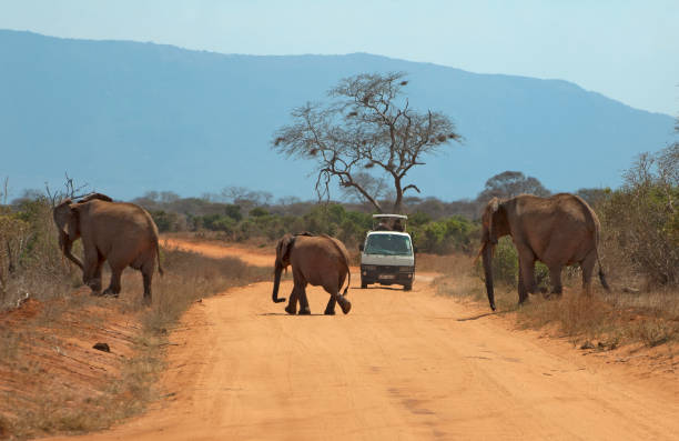 istock Mammals in Africa 1285968188