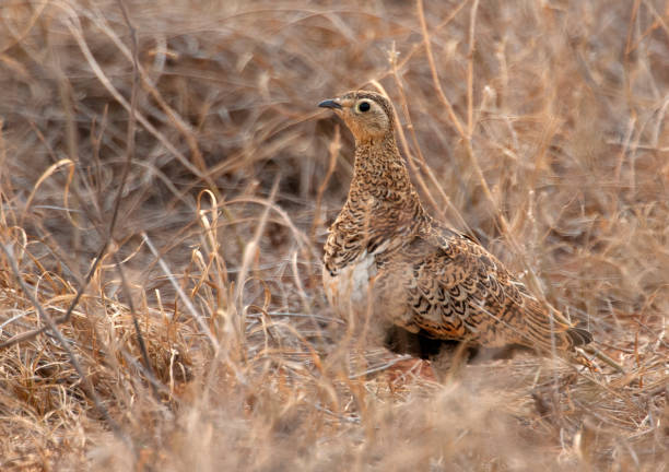 istock Birds in Africa 1285968315