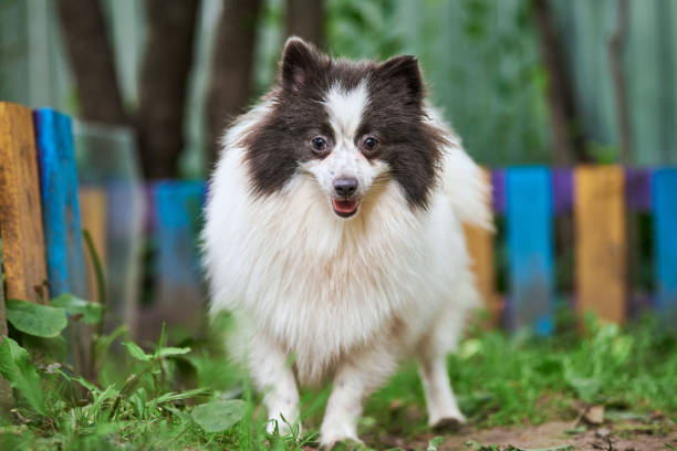 istock Pomeranian Spitz dog in garden 1285969042
