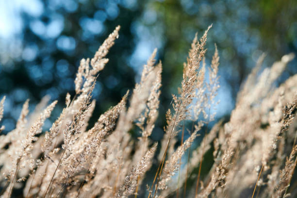 istock Calamagrostis epigejos bushgrass 1285969054