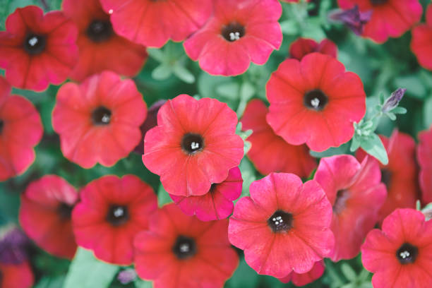 Petunia axillaris in garden. Red flowers plant. Hybrid species of Petunia. Beautiful red flowers buds