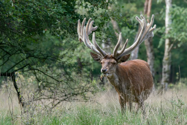 istock Beautiful Red deer (Cervus elaphus) with antlers growing in velvet. 1285969421