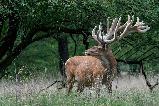 Beautiful Red deer (Cervus elaphus) with antlers growing in velvet. On the field of National Park Hoge Veluwe in the Netherlands. Forest in the background. Wildlife in summer.