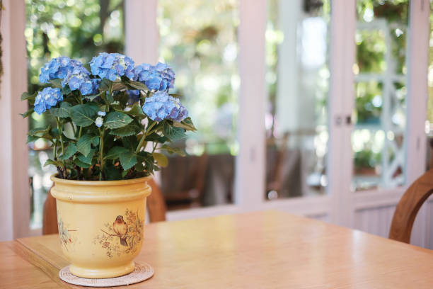 istock Beautiful blue hydrangea bush flower in pot on wooden table with copy space 1285970381