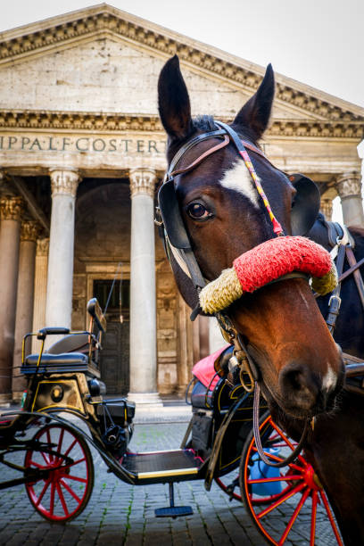 A horse draw rests near a typical roman coach on front the Pantheon in Rome Rome, Italy -- A draft horse rests next to a typical Roman carriage in Piazza della Rotonda, in the heart of Rome, in front of the majestic Pantheon. Horse-drawn carriages, known in Rome as the "barrel", are much appreciated and loved by tourists to visit the Eternal City. Image in high definition format. buggy eyes stock pictures, royalty-free photos & images