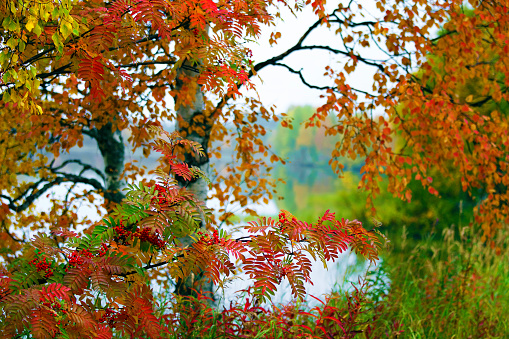 Rowan tree on shoreline in autumn, Finland.