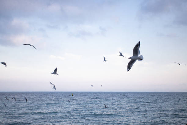 istock Blue background with sea and flying seagulls 1285973901