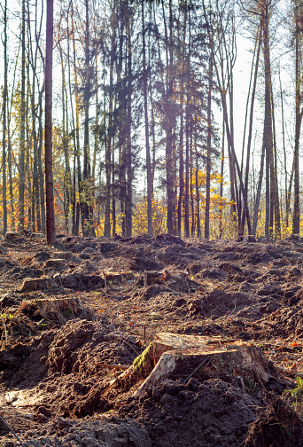 Forest destruction. Stumps after deforestation against the backdrop of the forest.