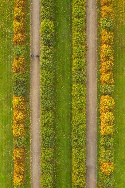 An autumn walk in the park from above
