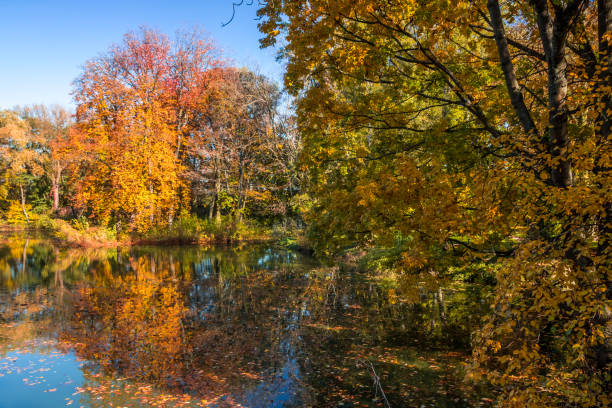 istock Autumn colors in the park 1285975590
