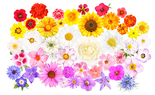 Collection of different garden flowers sorted by color.