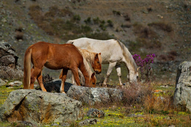 istock Lush pastures of the mountain steppes 1285977905