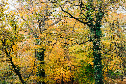 View of a beautiful autumn leaves on the trees in the forest