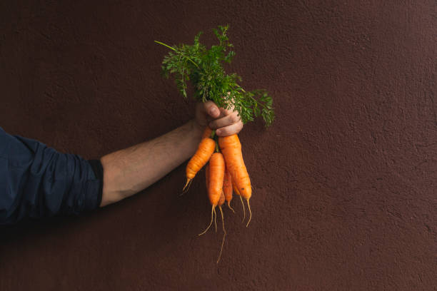 istock Human hand holds freshly picked carrots in front of brown wall 1285979294