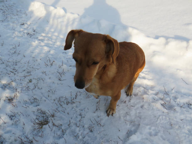 istock Red-haired little dog mongrel on a walk in the first snowfall 1285979356