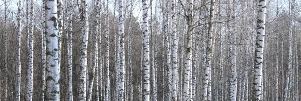 istock Young birch with black and white birch bark in spring 1285980930