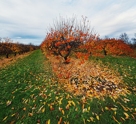 Apple orchard with fallen leaves in late Autumn.