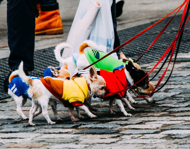 マドリード、スペインでチワワの大規模なグループを運ぶ男 - dog group of animals clothing animal ストックフォトと画像