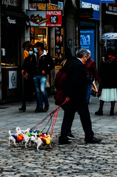 マドリード、スペインでチワワの大規模なグループを運ぶ男 - dog group of animals clothing animal ストックフォトと画像