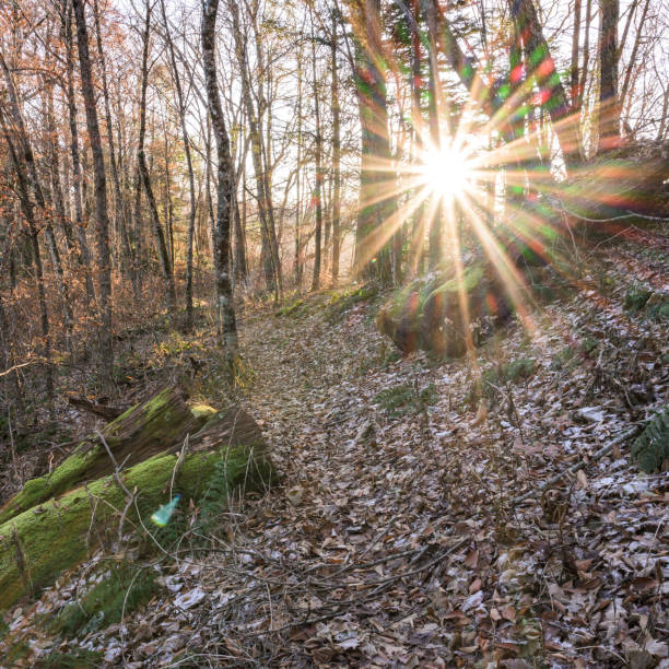 sunburst dans les smokies - great smoky mountains flash photos et images de collection