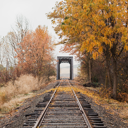 Railroad tracks over a bridge and an autumn tree with fallen leaves.