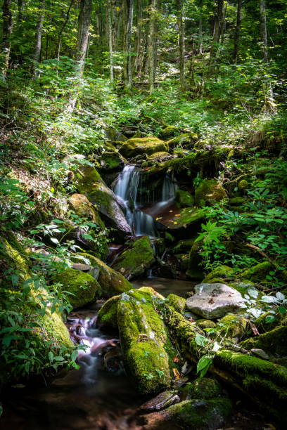 córrego flui por uma floresta de montanha espessa - blue ridge mountains stream forest waterfall - fotografias e filmes do acervo