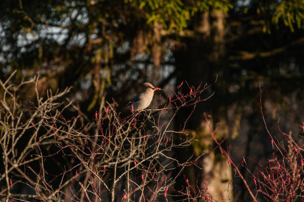 istock The waxwing on the dogrose bush 1285985845