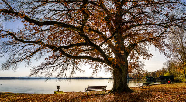 istock bench at the Starnberger Lake 1285986360