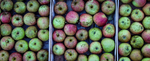 banner. maçãs caseiras na queda no campo. maçãs perfeitamente empilhadas em uma caixa de madeira. - agriculture autumn apple greengrocers shop - fotografias e filmes do acervo