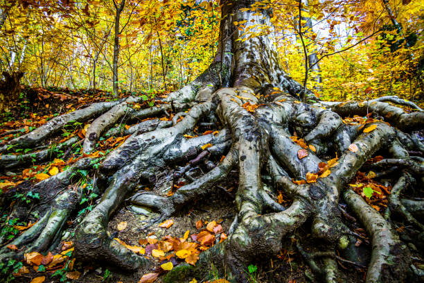 albero in una foresta - autumn tree root forest foto e immagini stock