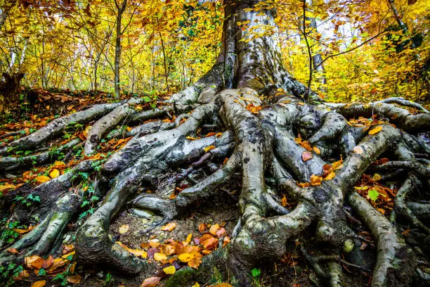 tree at a forest - photo