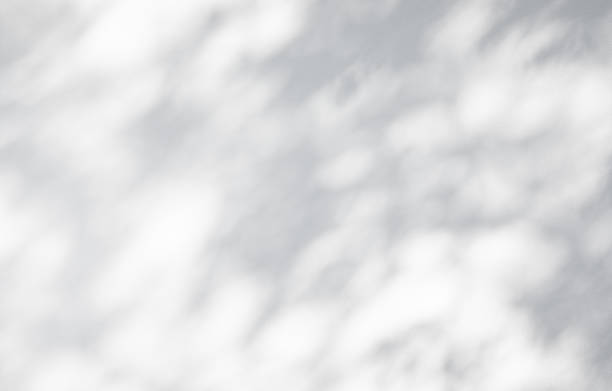 istock Shadow of branch leaves on white wall background.For decoration 1285988378